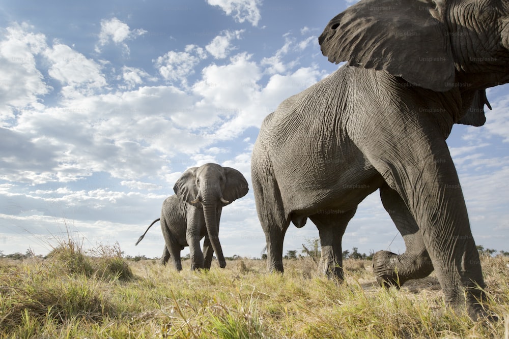 Um ângulo baixo de um elefante em Botsuana