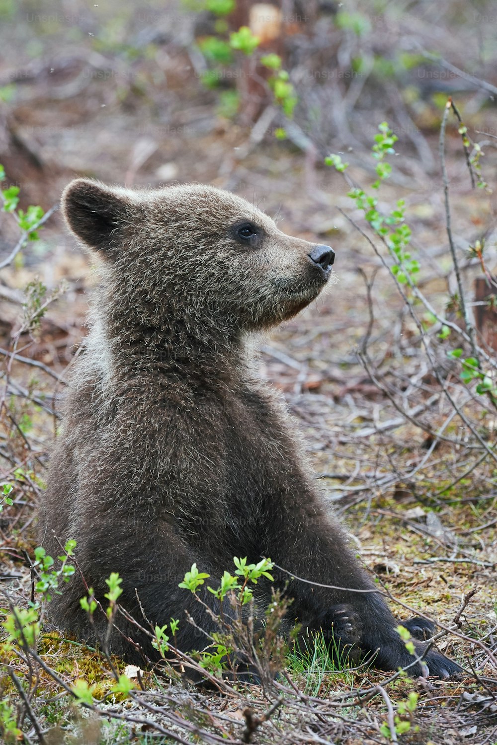 Kleines Bärenjunges in Finnland sitzt zwischen Pflanzen