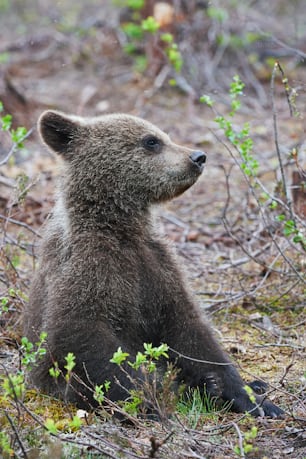 Little bear cub in Finland, sitting among plants
