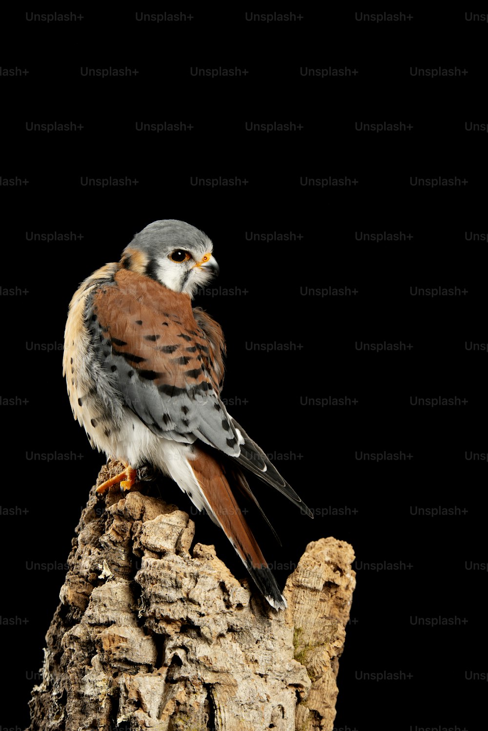 Beautiful portrait of American Kestrel Falconidae in studio setting on black background with dramatic lighting