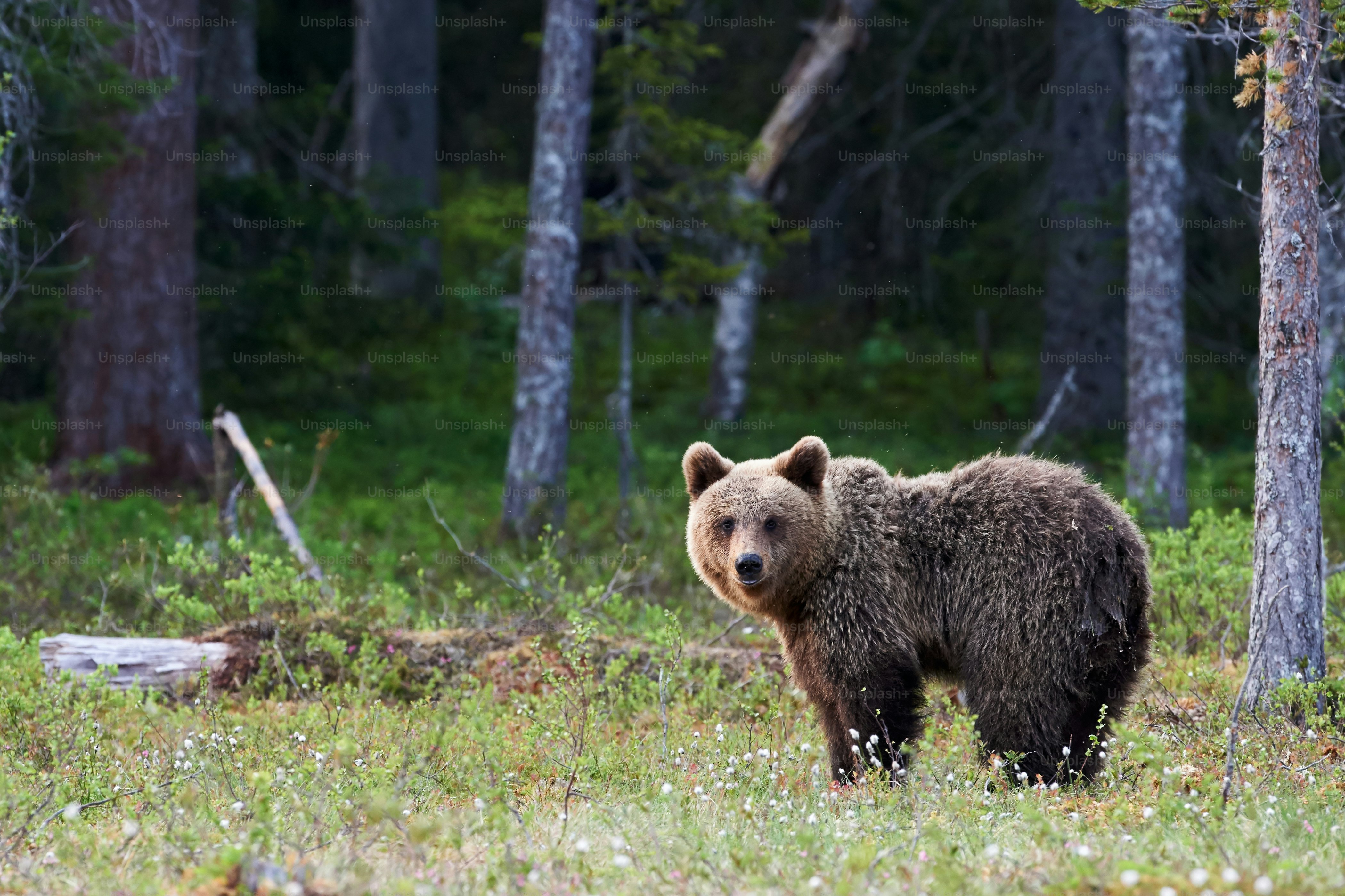 Wunderschöner Braunbär fotografiert in der Finnidh Taiga im späten Frühjahr