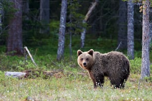 Beautiful brown bear photographed in the finnidh taiga in late spring