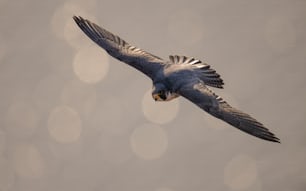 Un halc�ón peregrino en Nueva Jersey