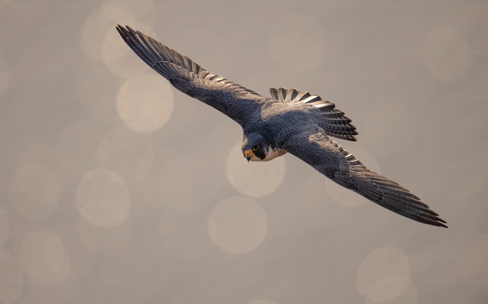 A peregrine falcon in New Jersey