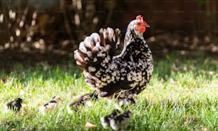 農場の草むらで鶏と雛の鳴き声。