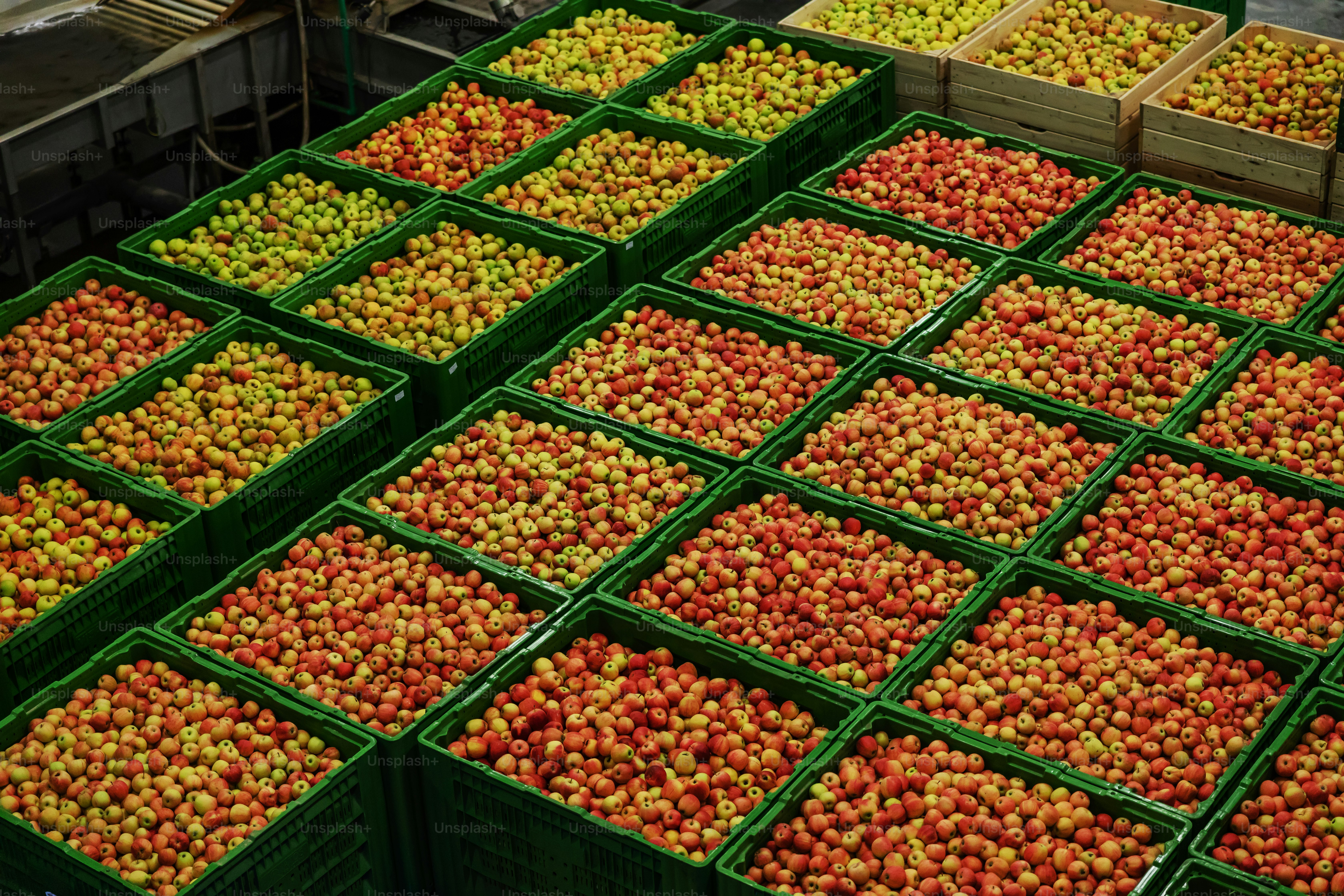 Apel hijau lezat di jalur pengepakan di gudang buah. Industri makanan.