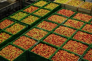 Manzanas verdes deliciosas en la línea de envasado en el almacén de frutas. Industria alimentaria.