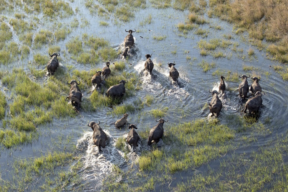 Buffalo herd in the Okavango Delta