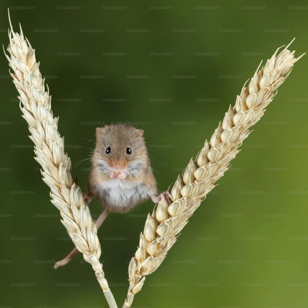 ニュートラルな緑の自然の背景を持つ小麦の茎にかわいい収穫マウスmicromysminutus