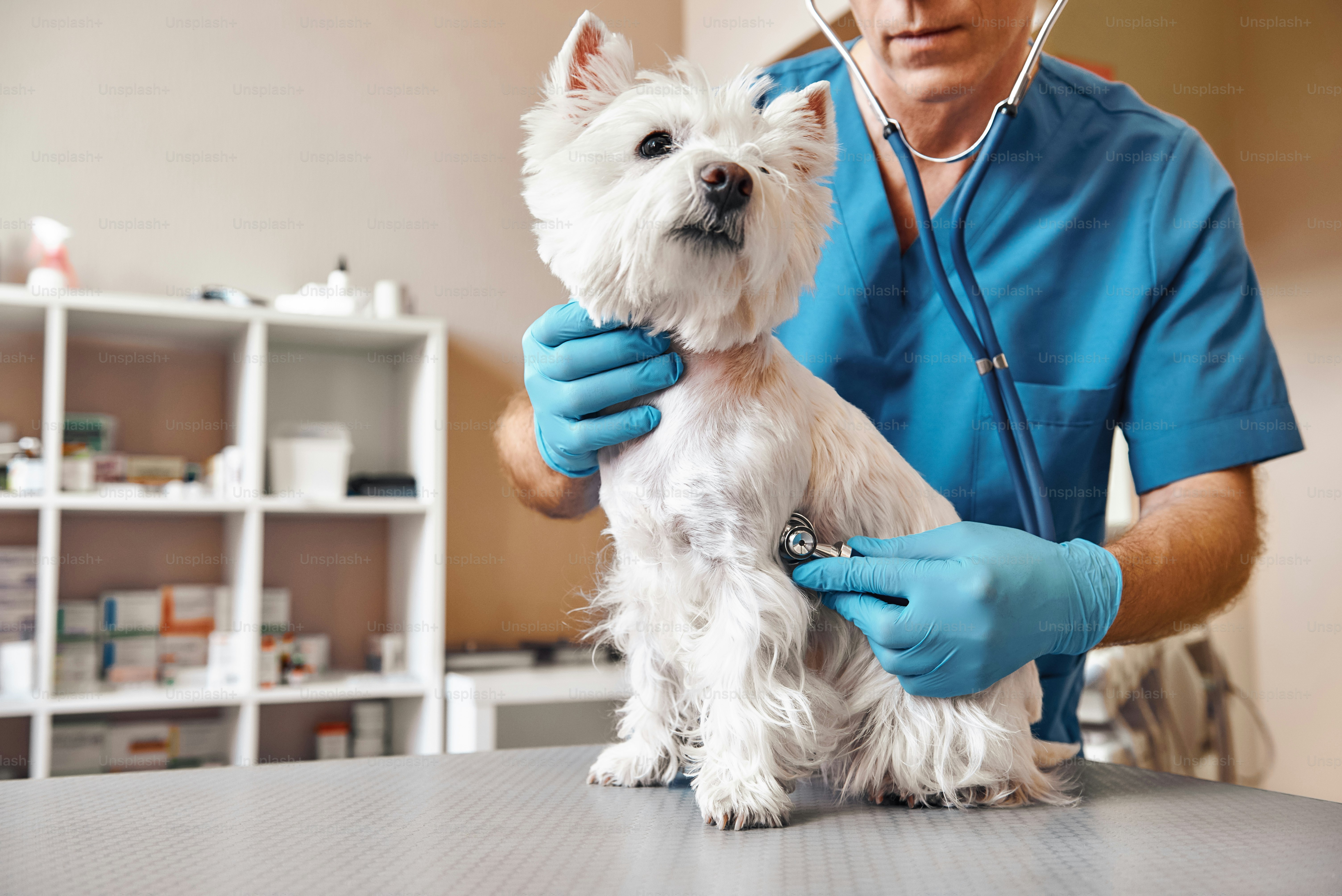 A veterinarian in blue scrubs using a stethoscope on a white West Highland terrier