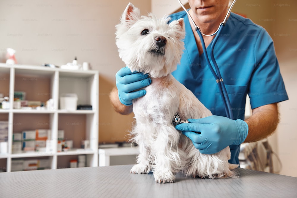 Controlar la respiración. Veterinario masculino con uniforme de trabajo escuchando la respiración de un perro pequeño con un fonendoscopio en clínica veterinaria. Concepto de cuidado de mascotas. Concepto de medicina. Hospital de animales