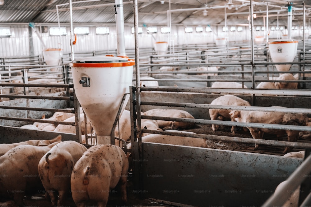 Picture of lots of fat adult pigs eating at animal barn. Meat production concept.