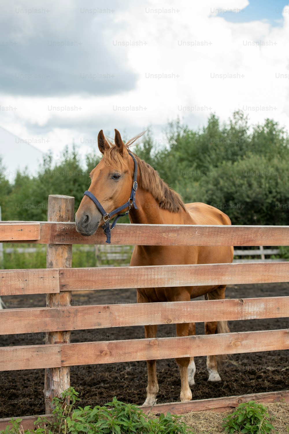Young healthy brown purebred mare standing behind wooden fence while chilling in rural environment over cloudy sky