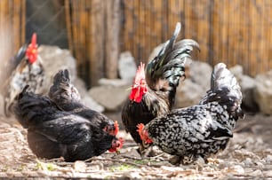 Rooster and Chickens. Free Range and Hens