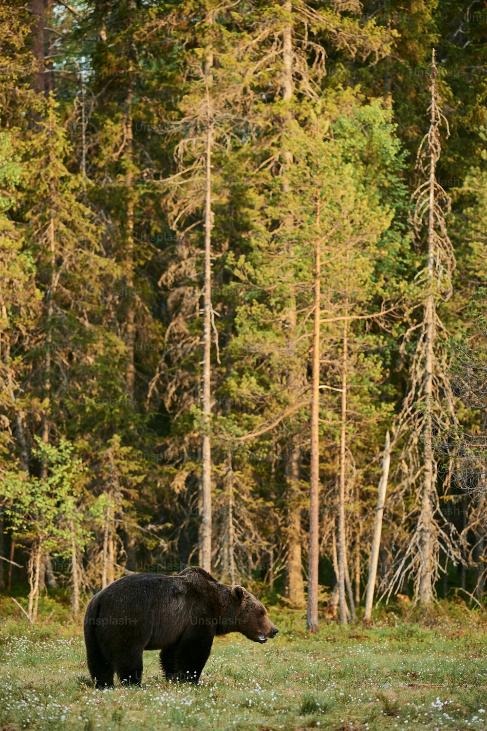 Wild brown bear (Ursus arctos) walking in the green finnish taiga at dawn