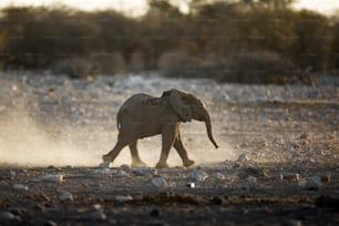 ナミビアのエトーシャ国立公園のゾウの群れ。
