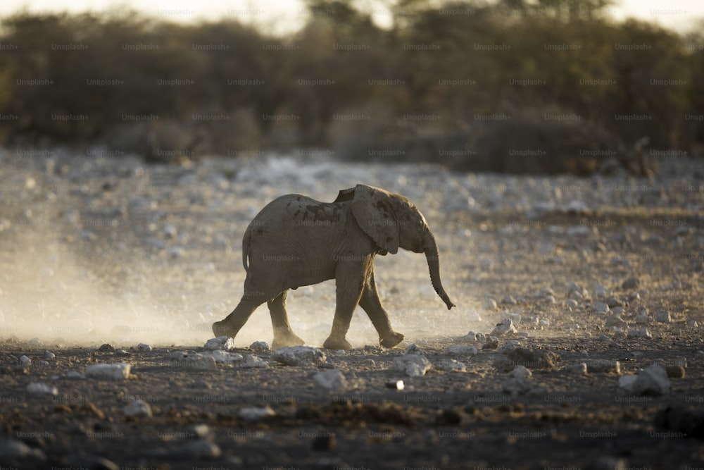 Manada de elefantes no Parque Nacional de Etosha, Namíbia.