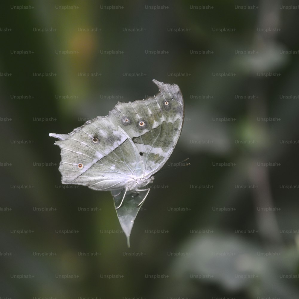 Hermosa imagen del insecto de la mariposa de la madre perla en la hoja