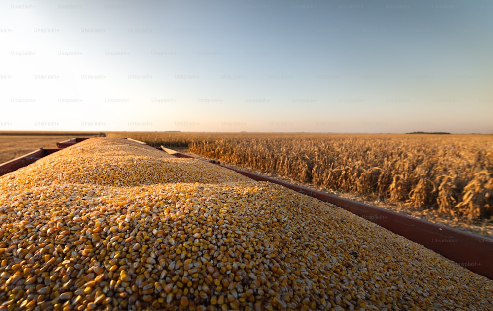 Cosecha de maíz en una tierra de cultivo al atardecer