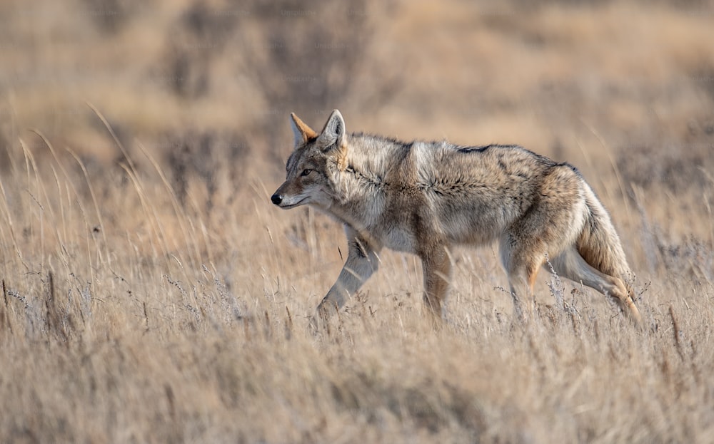 A coyote in Banff, Canada.