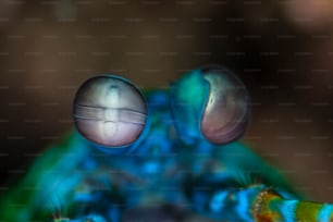 인도네시아 렘베 해협의 사마귀 새우 눈