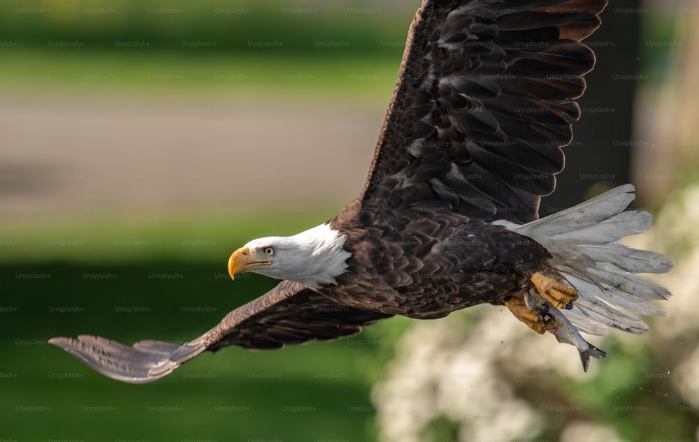 A bald eagle in Maryland