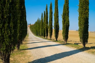イタリアの田舎の脇道に沿って漕ぐ糸杉の木の有名なトスカーナの風景。ヒノキの木は、イタリアを訪れる多くの観光客に知られているトスカーナの象徴です。