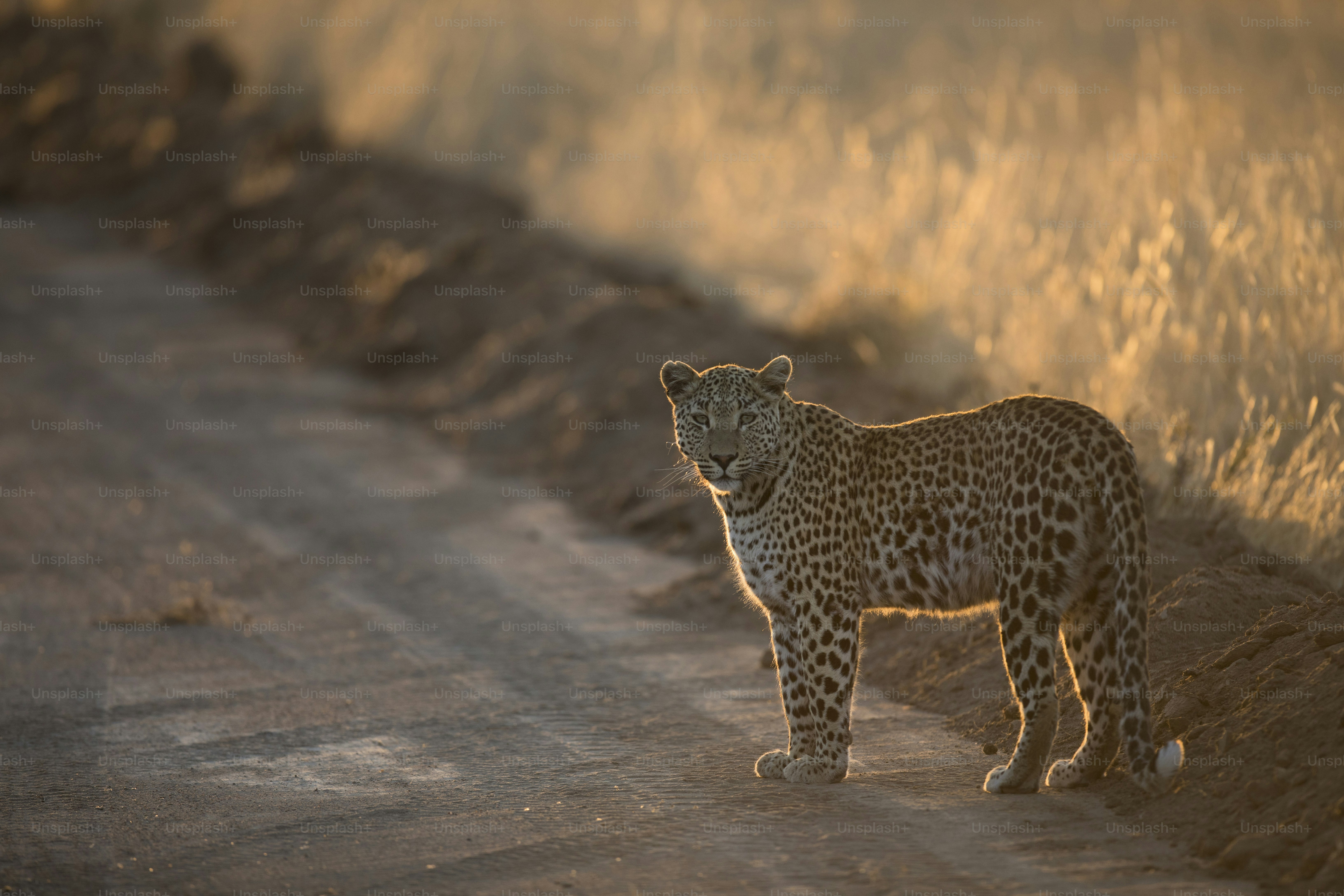 Leopard in the afternoon light
