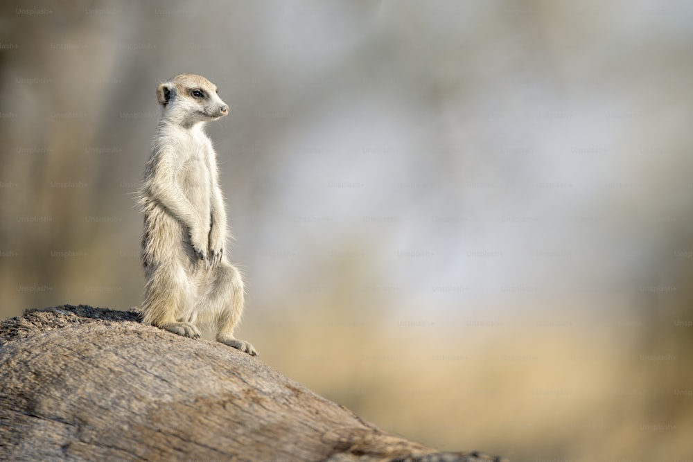 Un suricate se baignant dans les premiers rayons du jour.