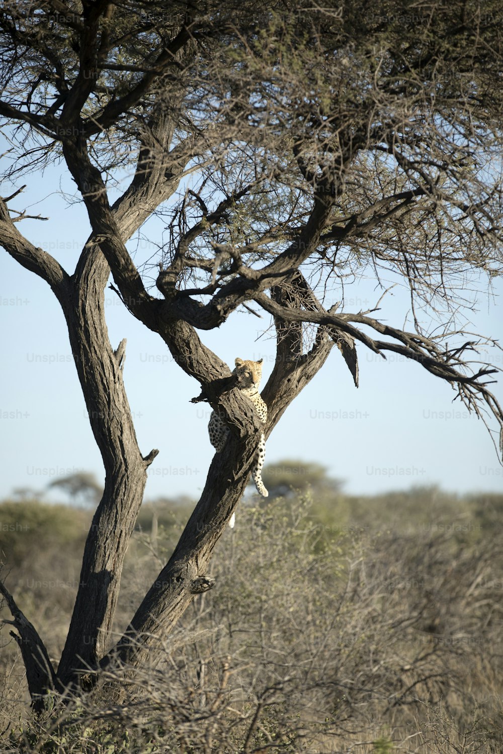 Leopard in a tree