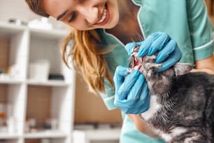大丈夫ですか?動物病院でふわふわの黒猫の歯をチェックしている作業服姿の若い女性獣医師。ペットケアのコンセプト。薬のコンセプト。動物病院