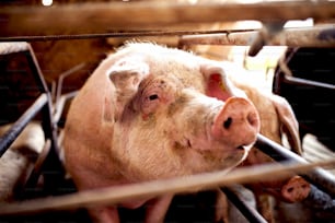 Cerdo esperando comida en la pocilga. Retrato de cerdo.