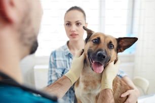 Gloved veterinarian examining sick german sheepdog and talking to its owner