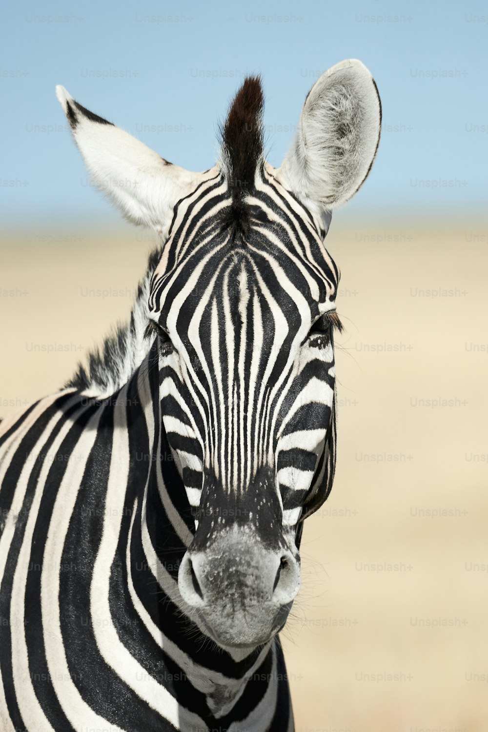 Retrato de uma bela zebra. Zebra fotografada na Namíbia.