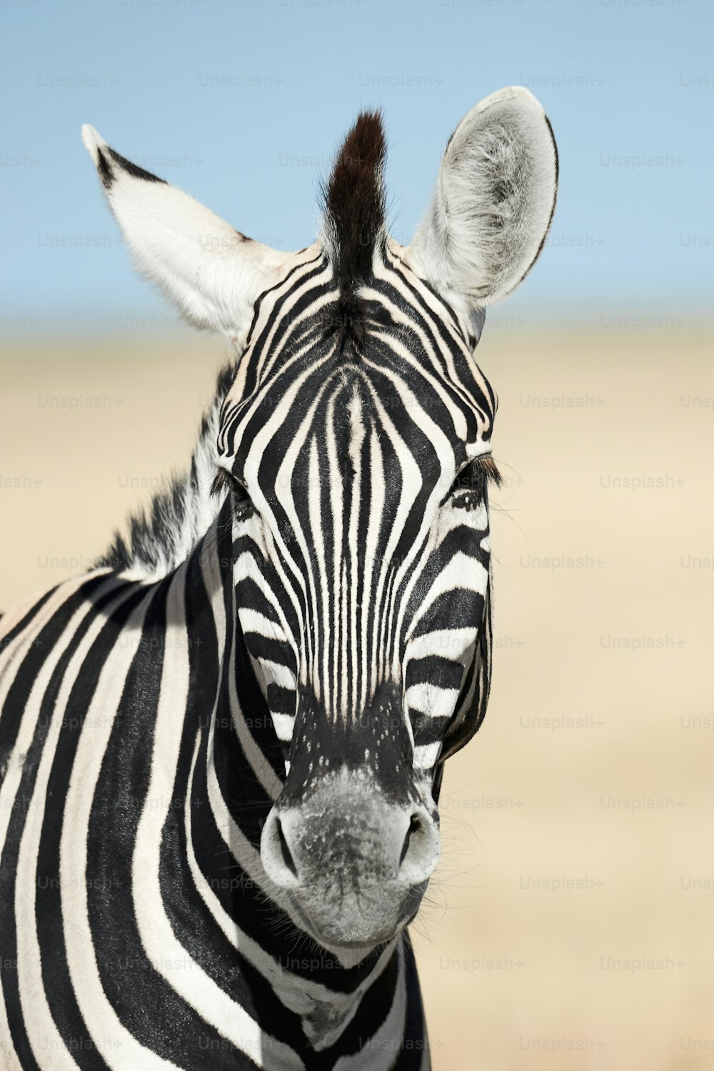 Portrait of a beautiful zebra. Zebra photographed in Namibia.