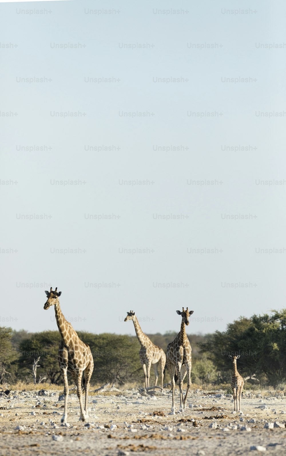 Eine Giraffenfamilie in Etosha National P:ark, Namibia.