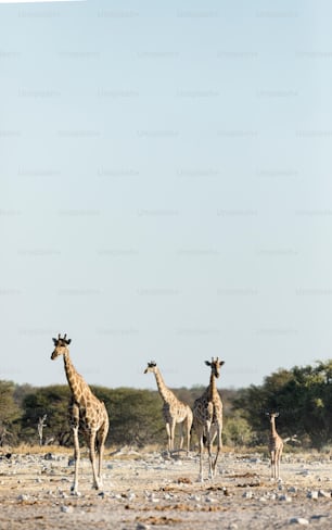 A family of Giraffe in Etosha National P:ark, Namibia.