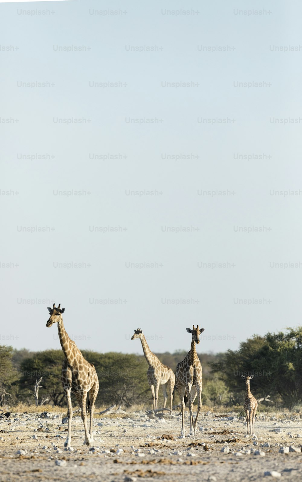 A family of Giraffe in Etosha National P:ark, Namibia.