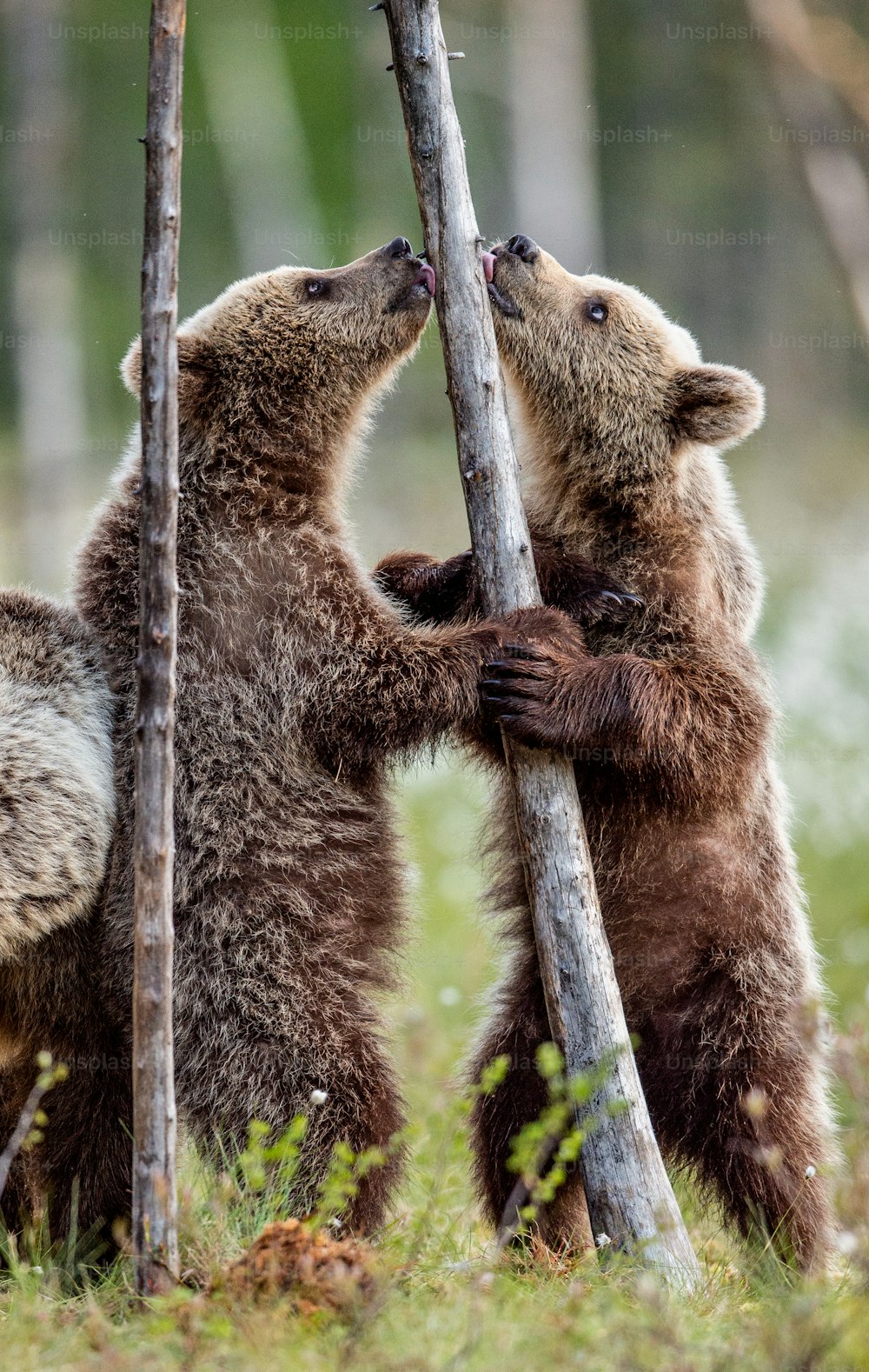 Filhotes de urso pardo ficam em suas patas traseiras. Nome científico: Ursus Arctos (Urso Pardo). Fundo natural verde. Habitat natural, temporada de verão.