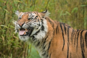 Atemberaubendes Porträt des Tigers Panthera Tigris, der durch langes Gras in einer lebendigen Landschaft geht