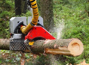The lumberjack working in a forest. Closeup with shallow DOF.