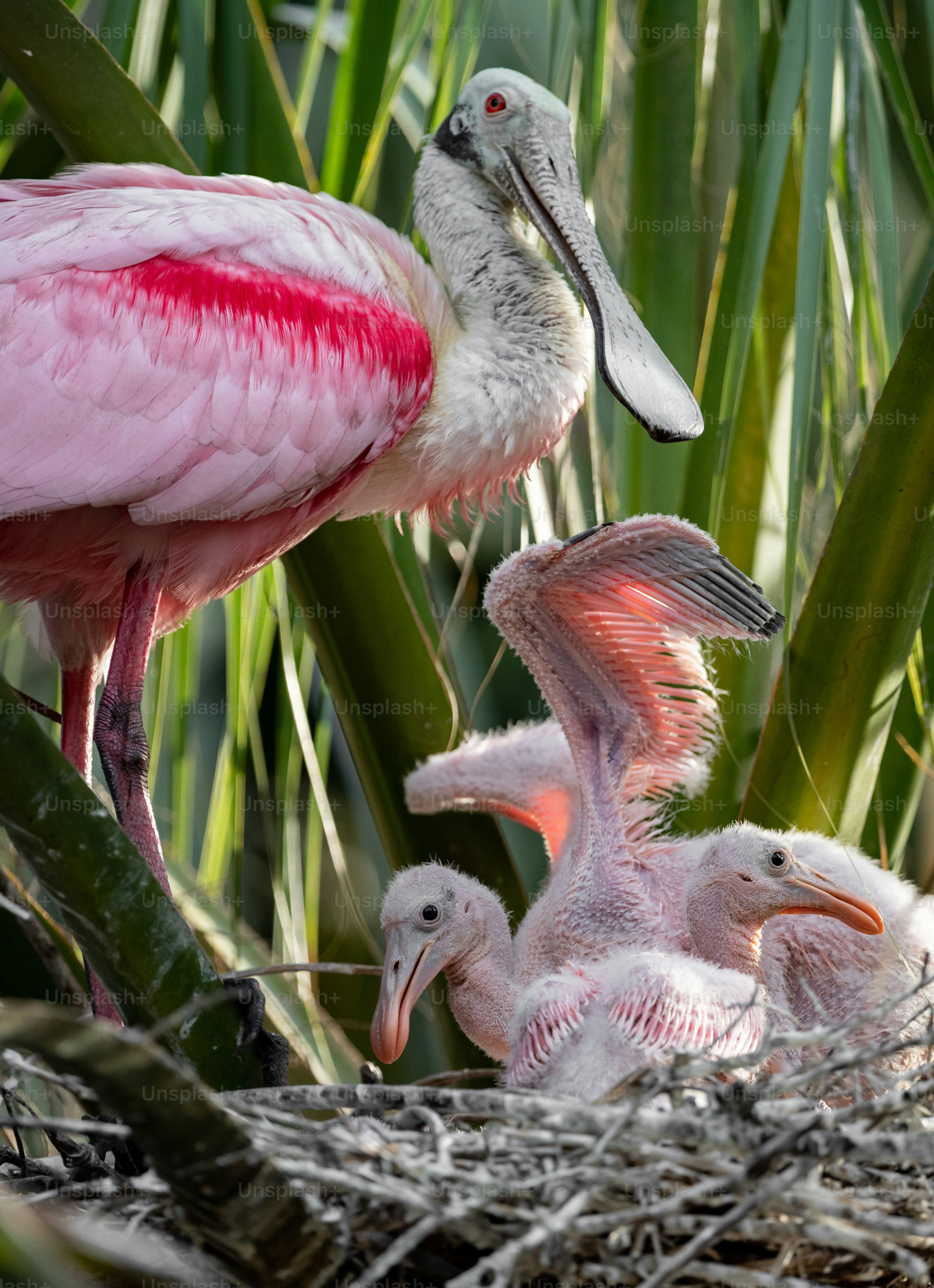 Roseate Spoonbill in Florida