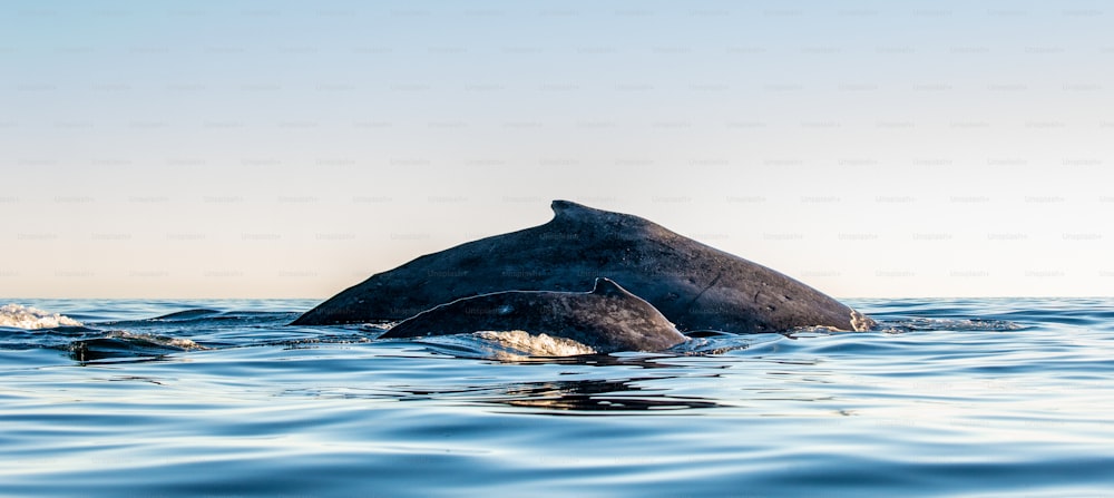 Costas da mãe da baleia jubarte e do filhote do bebê. Baleia jubarte nadando no Oceano Pacífico. Parte de trás da baleia na superfície do oceano. Mergulho nas profundezas