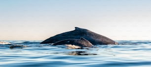 Retro della madre e del cucciolo di megattera. Megattera che nuota nell'Oceano Pacifico. Schiena della balena sulla superficie dell'oceano. Immersioni in profondità