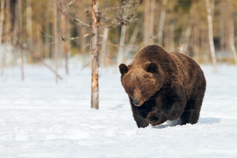 Grande urso pardo fotografado no final do inverno enquanto caminhava na neve na taiga finlandesa