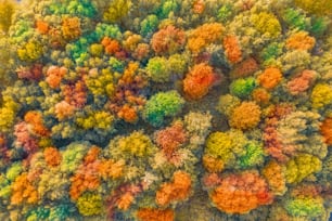 Alberi multicolori luminosi autunnali, tinta verde, arancione e rossastra. Autunno nella foresta, vista aerea dall'alto guarda in basso