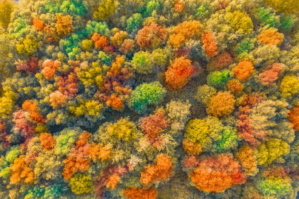 Árboles otoñales brillantes y multicolores, de tinte verde, naranja y rojizo. Otoño en el bosque, vista aérea de la parte superior mirar hacia abajo