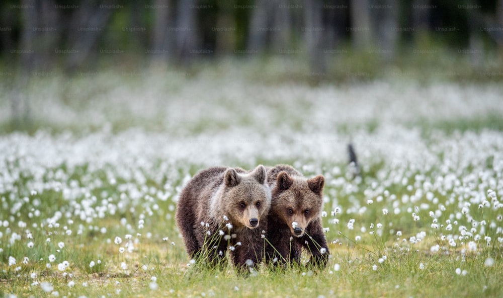Cachorros de oso pardo en la ciénaga entre flores blancas.   Nombre científico: Ursus arctos.