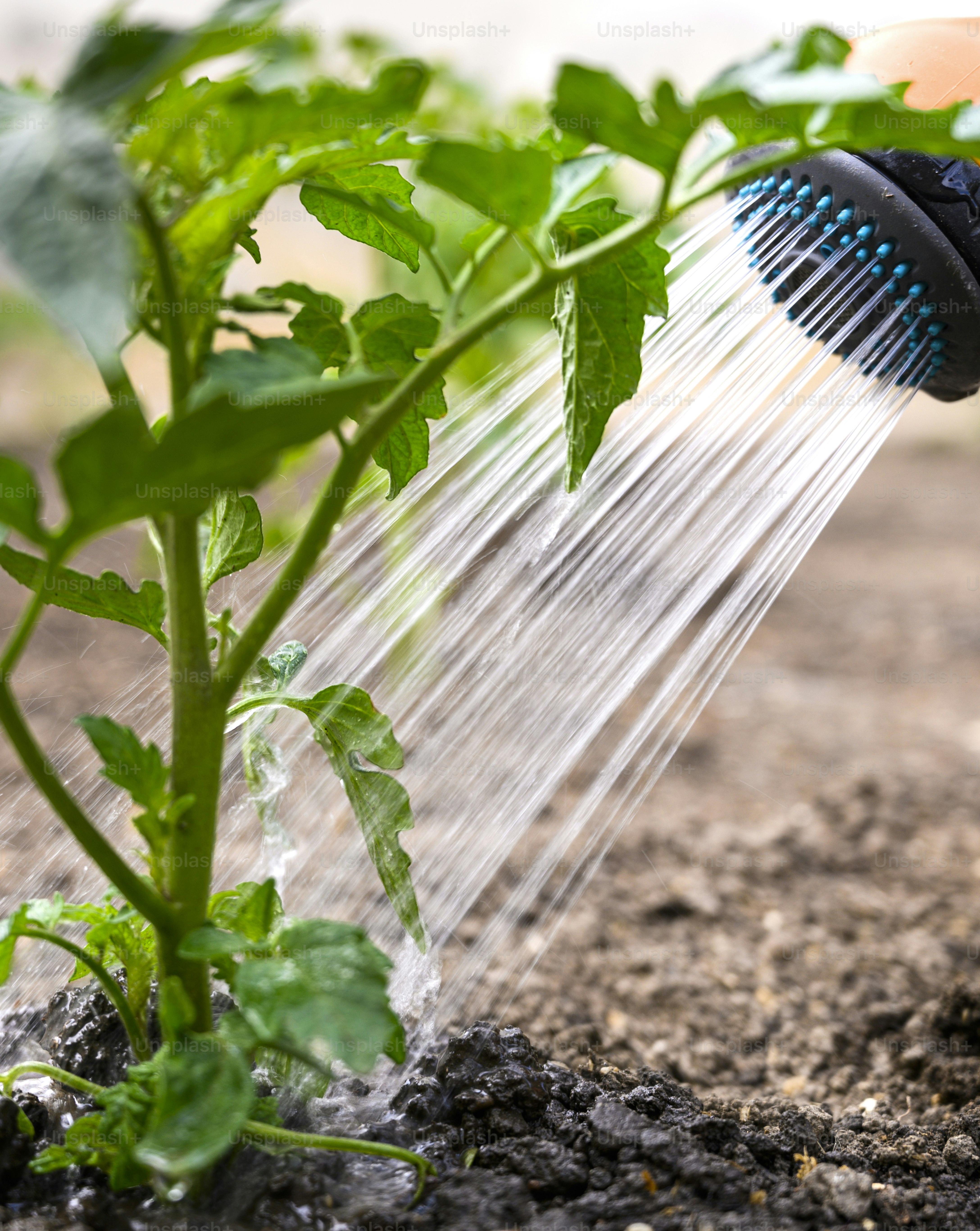 Watering seedling tomato plant in greenhouse garden with red watering can.