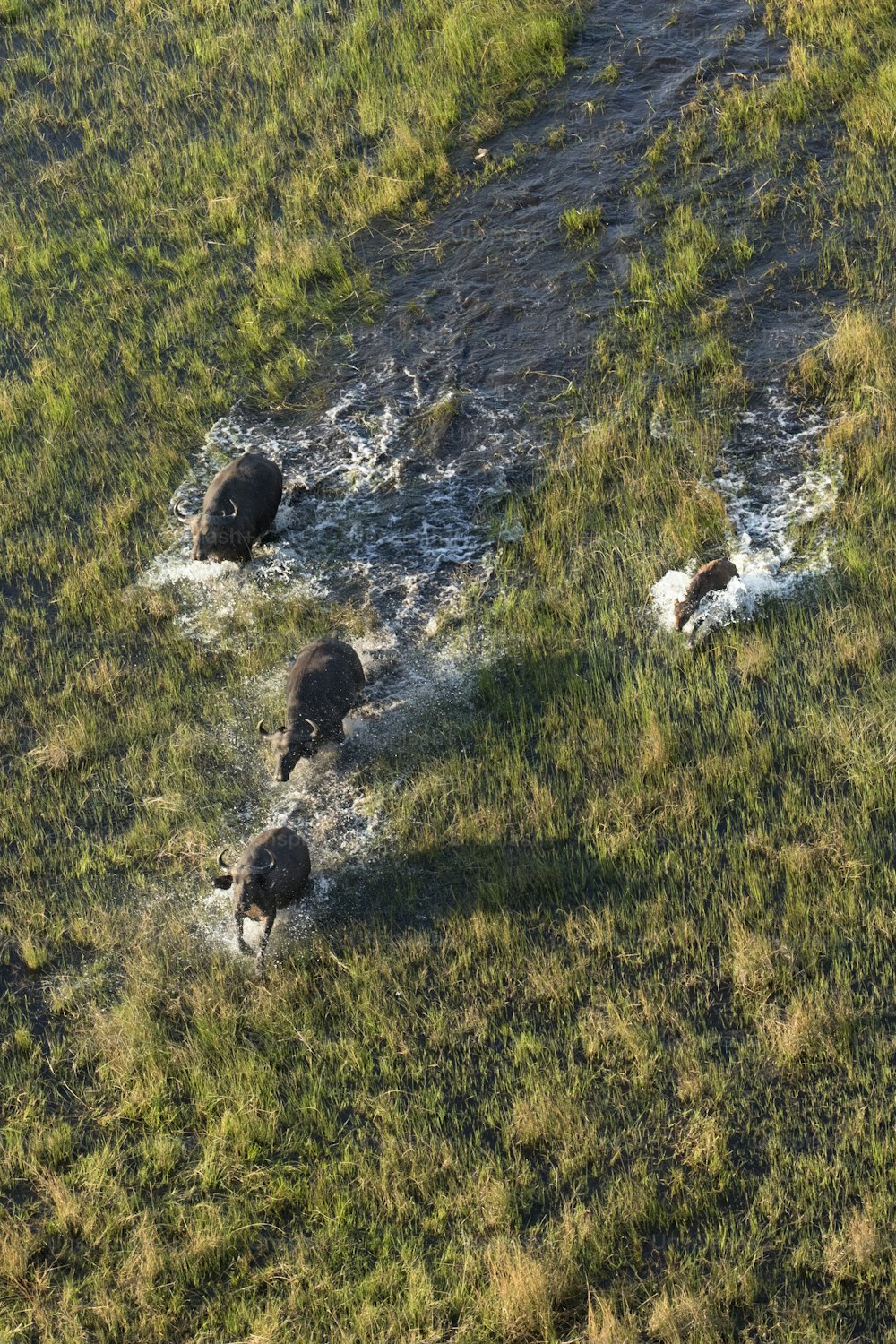 Rebanho de búfalos no Delta do Okavango